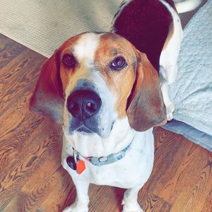 Meet your Posher, Annie